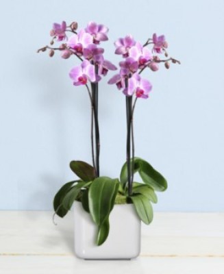 interflora_product_P018